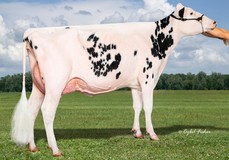 Oakfield Denver Fairy EX-94