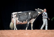 Oakfield Solomon Footloose EX-97