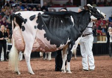 Oakfield Solomon Footloose EX-97