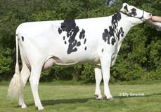 Tir-An O Man Neblina VG-87