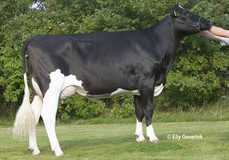 Tirsvad OMan Geneve VG-86