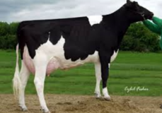 Orthoapple Marshall Alia VG-89