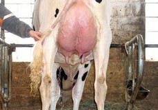 Our-Favorite Velocity-ET VG-88