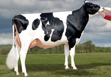 Our-Favorite Voracious-ET VG-87