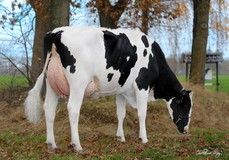 Paeßens Jezebel  VG-86