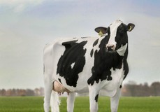 Paeßens Jezebel VG-86 Paeßens Jezebel VG-86
