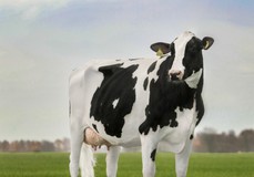 Paeßens Jezebel VG-86