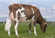 Same family:Panda Lexander Fools Gold Red EX-93 VG-86