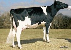 Pine-Tree Martha Sheen VG-86