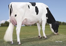 Plain-Knoll Mogul Mariah VG-88