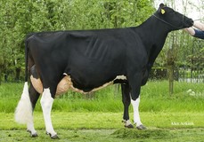 Plataan Frida 1 VG-89