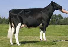 Plataan Frida 7465 VG-88