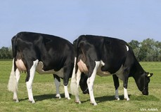 Plataan Frida 7465 (L) en Plataan Frida 7467 (R) VG-88