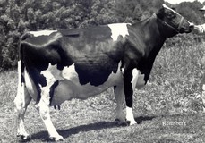 Plushanski Chief Faith EX-94 Plushanski Chief Faith EX-94