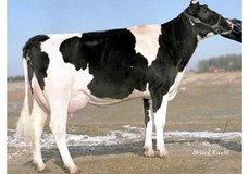 Poly-Kow Durham Mincy VG-88