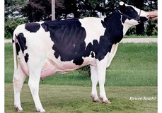 Poly-Kow Rudolph Mink VG-86