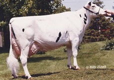 Poly-Kow Winchestr Bobbi EX-91