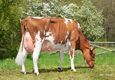 Poppe Fienchen 1569 Red VG-85