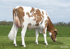 Poppe Fienchen 1591 P Red VG-85 Poppe Fienchen 1591 P Red VG-85