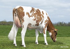 Poppe Fienchen 1591 P Red VG-85