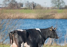 Poppe Fienchen 580 RDC VG-89