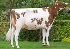 Quatropoint K&L SW Roseanne VG-85