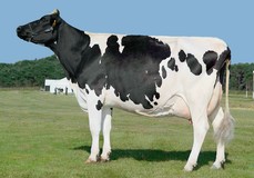 Radieuse EX-91