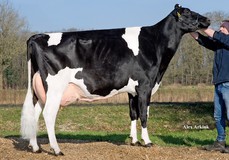 Rainyridge RZH Planet Elaine, maternal sister Enya Red VG-88