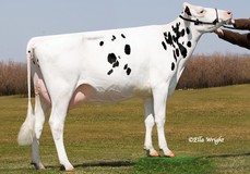 Rainyridge Shottle Etain Rainyridge Shottle Etain