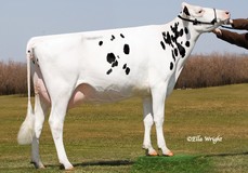 Rainyridge Shottle Etain VG-89