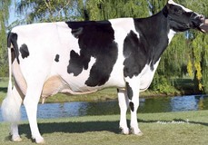 Rainyridge Tony Beauty EX-94