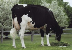 Ralma Christmas Fudge VG-88 Ralma Christmas Fudge VG-88