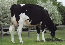 Ralma Christmas Fudge VG-88