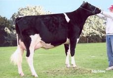 Ralma Finley Firefly EX-91