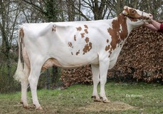 R&B Altatop Ailene Red VG-89