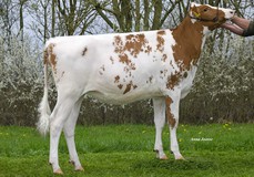 R&B Sw Aimy Red VG-85