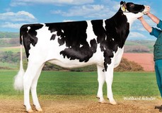 KNS Reality VG-86