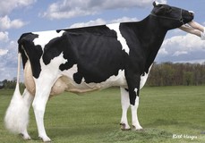 Regancrest Cinderella EX-92