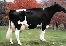 Regancrest Debbie-Jo EX-92