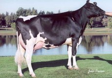 Regancrest-RH Durham Bliss VG-89