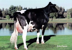 Regancrest-RH Durham Bliss VG-89