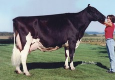 Regancrest Juror Brina EX-92