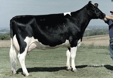 Regancrest Leadman Dolly EX-90