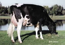 Regancrest-RH Durham Bliss VG-89