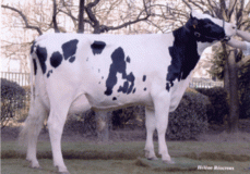 Remarlinda EX-90