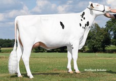 Rena VG-86