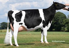 Renate VG-85