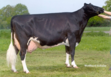 RH Meggilee EX-91