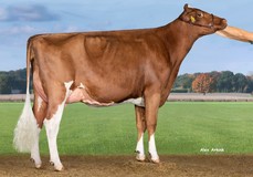 RH Unstopabull Tantrum Red