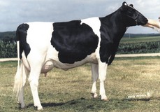 Ricecrest Bellwood Brianne VG-88